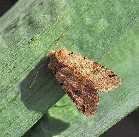 Agrochola litura