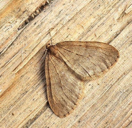 Larerannis aurantinaria? No, Operophtera sp., Geometridae