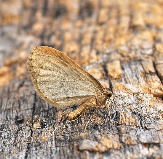 Larerannis aurantinaria? No, Operophtera sp., Geometridae