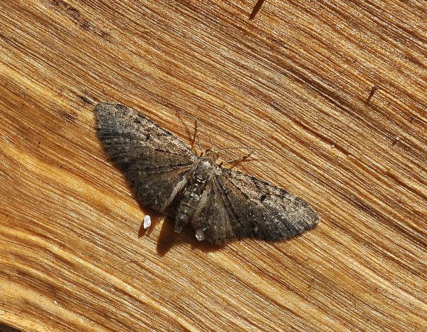 Aiuto id geometridae - Eupithecia cfr. abbreviata