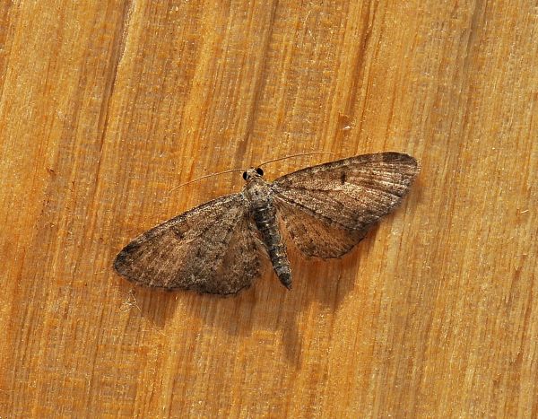 Aiuto id geometridae - Eupithecia cfr. abbreviata