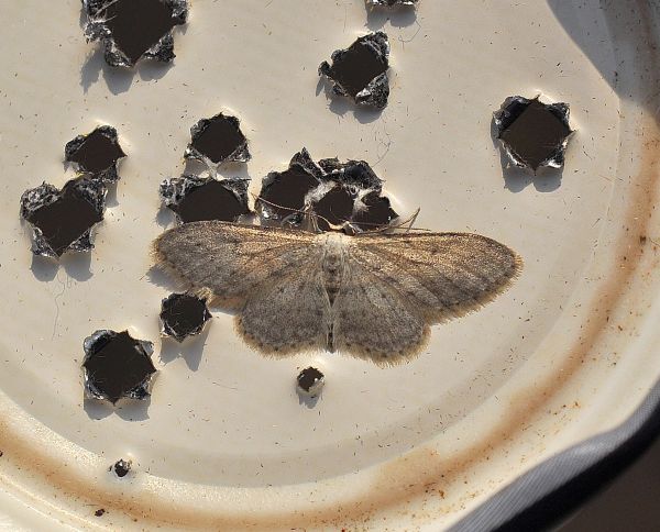 Idaea seriata? S