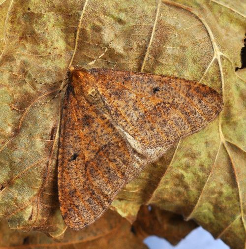 Erannis defoliaria