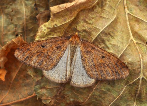 Erannis defoliaria