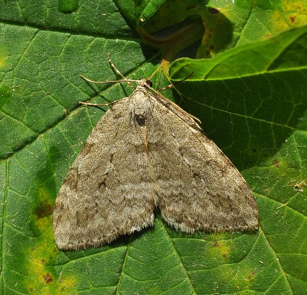 Epirrita autumnata? Epirrita sp., Geometridae