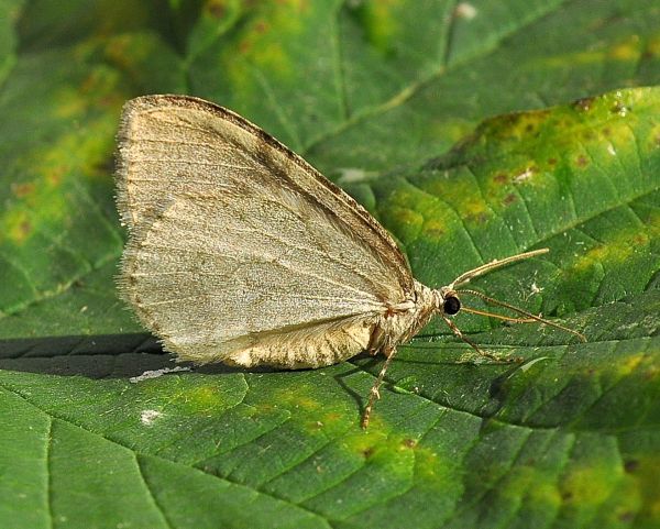 Epirrita autumnata? Epirrita sp., Geometridae