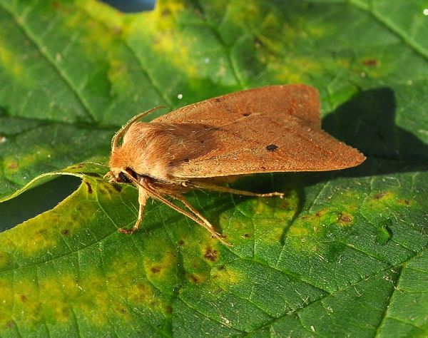 Noctuidae - Agrochola macilenta? S