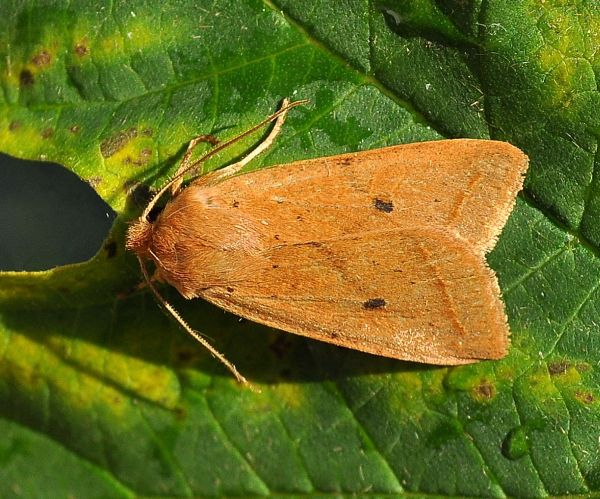 Noctuidae - Agrochola macilenta? S