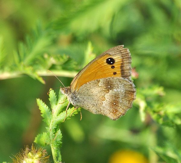 Pyronia tithonus?