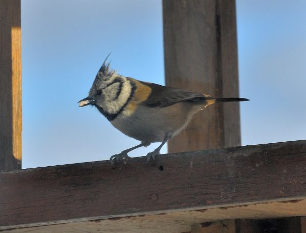 Cincia dal ciuffo (Lophophanes cristatus)