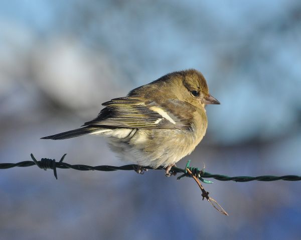 Fringuello  (Fringilla coelebs) femmina?  S !