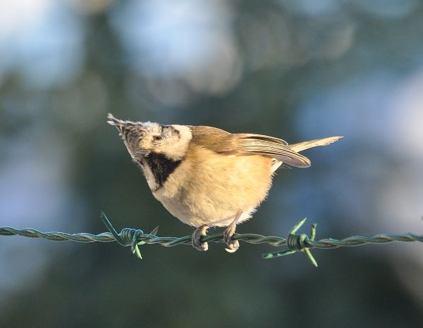 Cincia dal ciuffo (Lophophanes cristatus)