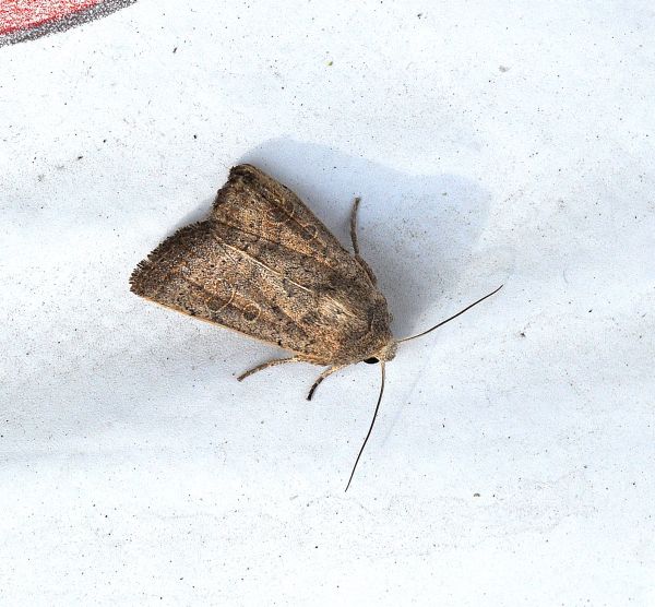 Hoplodrina ambigua? Hoplodrina sp., Noctuidae