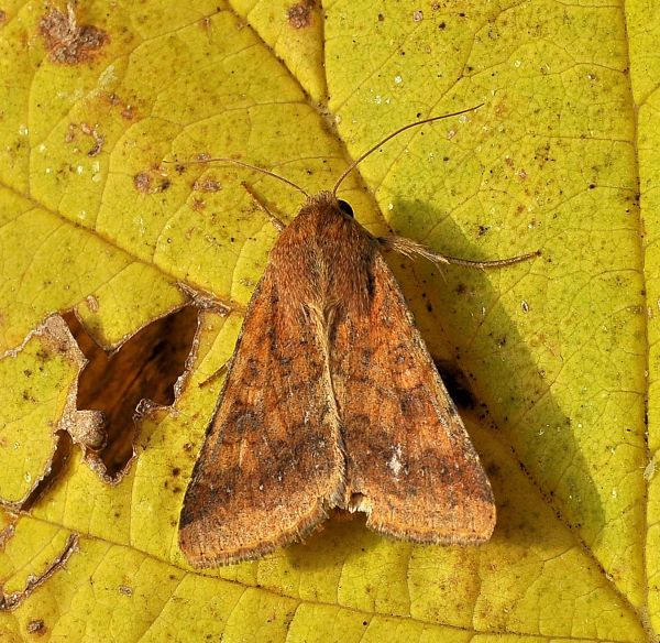 Helicoverpa armigera e Atypha pulmonaris, Noctuidae