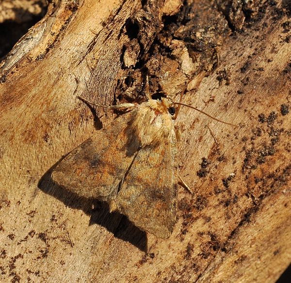 Helicoverpa armigera e Atypha pulmonaris, Noctuidae