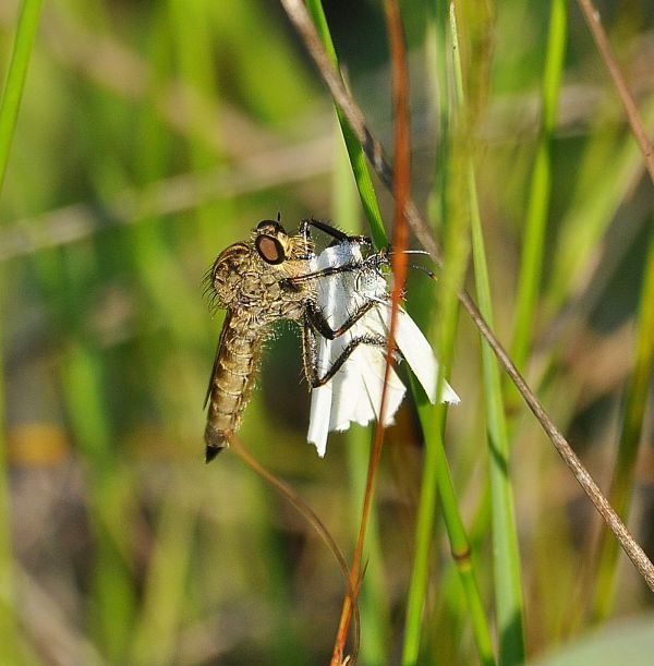 Asilidae all''attacco di Leptidea sinapis (Pieridae)