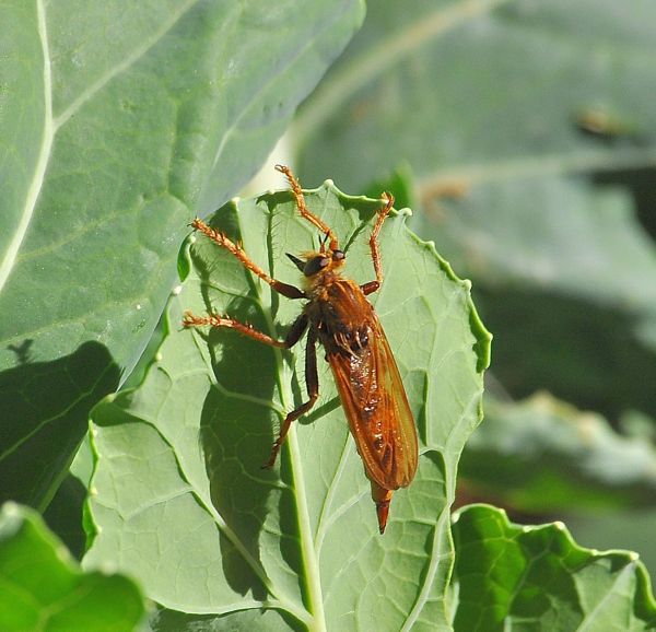 Asilidae?   S,  Asilus crabroniformis