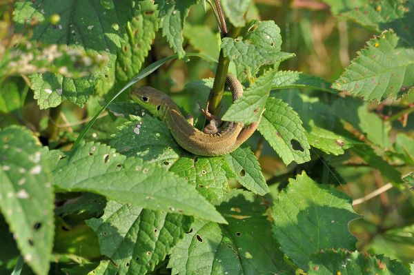 giovane ramarro (Lacerta bilineata).