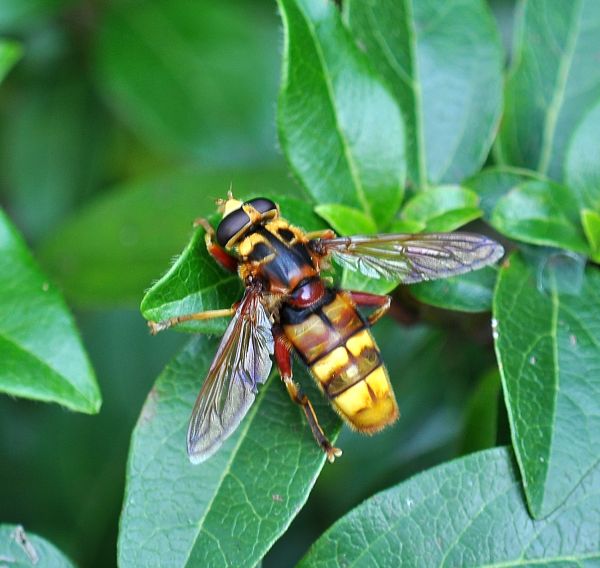 Syrphidae: Milesia crabroniformis