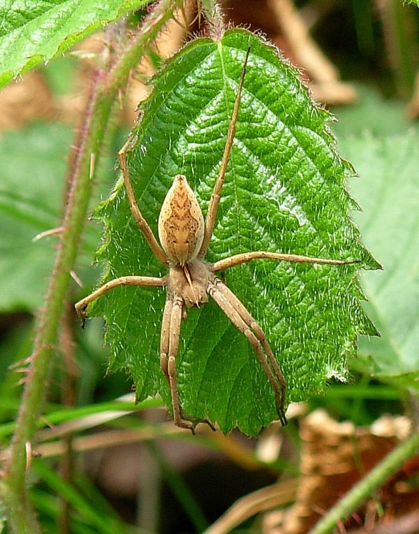 Pisaura cfr. mirabilis, Araneus diadematus e Argiope bruennichi - Pogno (NO)