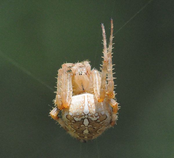 Pisaura cfr. mirabilis, Araneus diadematus e Argiope bruennichi - Pogno (NO)