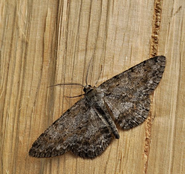 aiuto id - Hypomecis roboraria, Geometridae