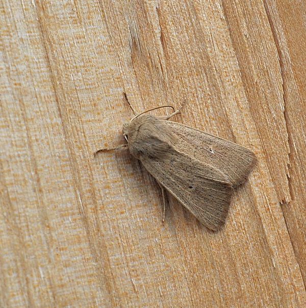 aiuto id. - Mythimna? S, Mythimna sicula f. scirpi, Noctuidae