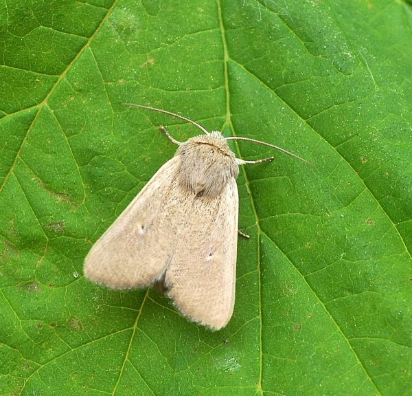 aiuto id. - Mythimna? S, Mythimna sicula f. scirpi, Noctuidae