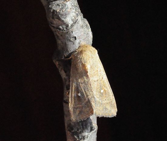 aiuto id. - Mythimna? S, Mythimna sicula f. scirpi, Noctuidae