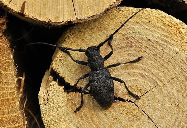 Cerambycidae: Morimus asper