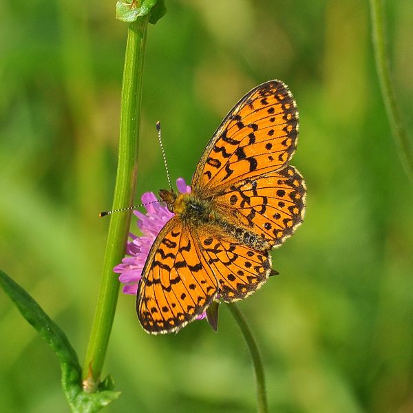 Boloria (Clossiana) selene, Nymphalidae