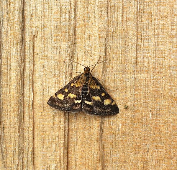 Crambidae: Pyrausta aurata? No, purpuralis