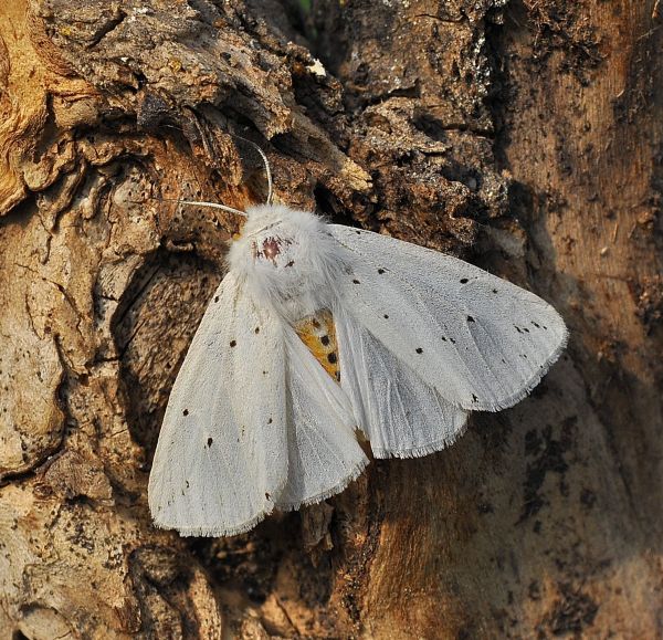 Spilosoma lubricipeda (credo)