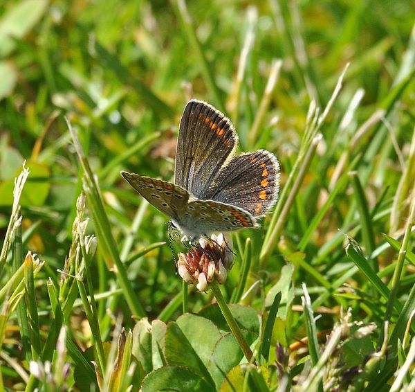 Polyommatus (Polyommatus) icarus femmina, Lycaenidae