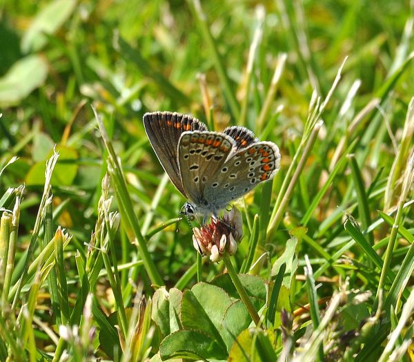 Polyommatus (Polyommatus) icarus femmina, Lycaenidae