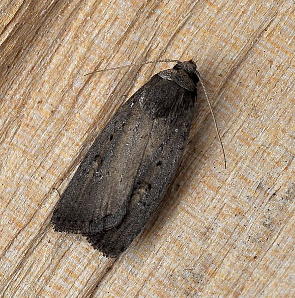 Aiuto id, forse una Prospenus - Athetis (Proxenus) hospes, Noctuidae