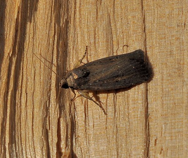 Aiuto id, forse una Prospenus - Athetis (Proxenus) hospes, Noctuidae