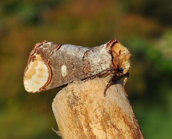 Phalera bucephala