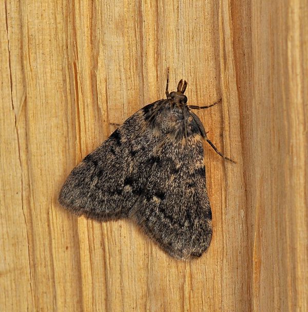 aiuto id - Aglossa pinguinalis, Pyralidae e Macaria liturata, Geometridae