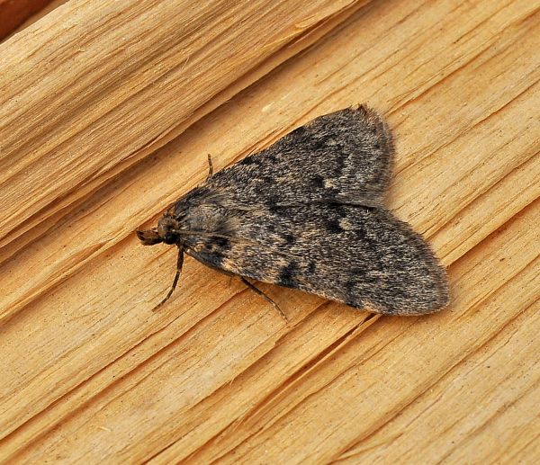 aiuto id - Aglossa pinguinalis, Pyralidae e Macaria liturata, Geometridae