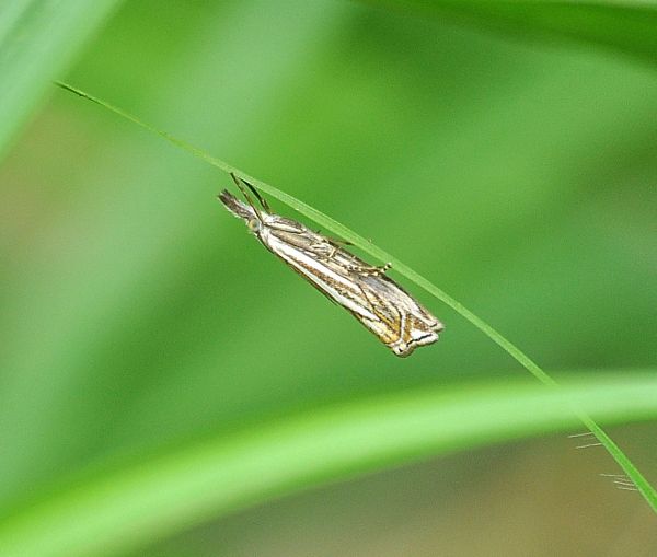 Crambus lathoniellus? S