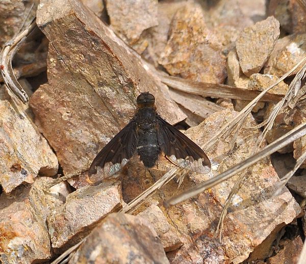 Bombyliidae: Hemipenthes velutina