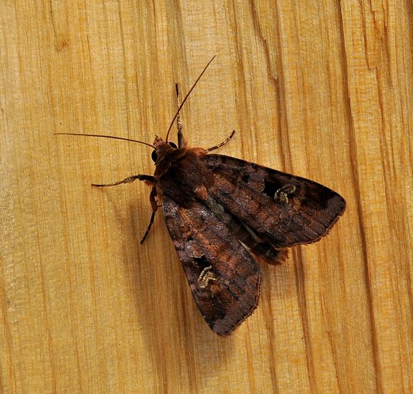 Diarsia brunnea, Noctuidae