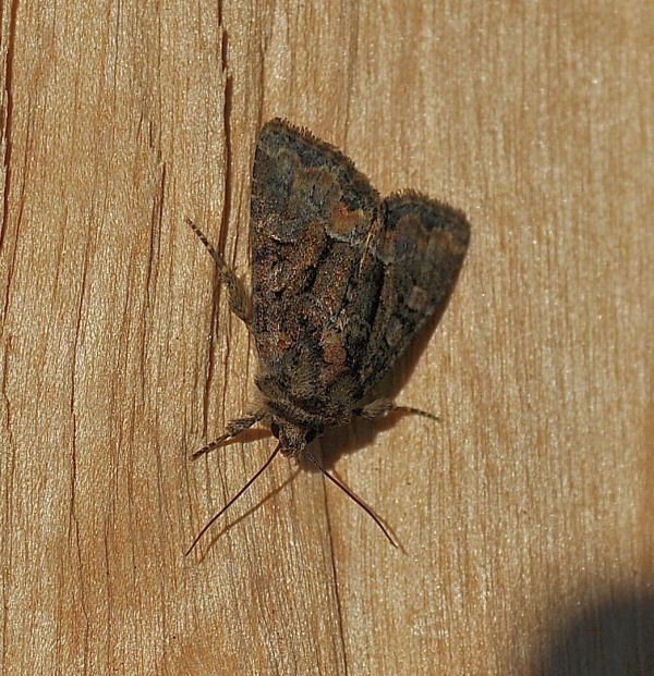 Latruncula o versicolor? Oligia sp., Noctuidae