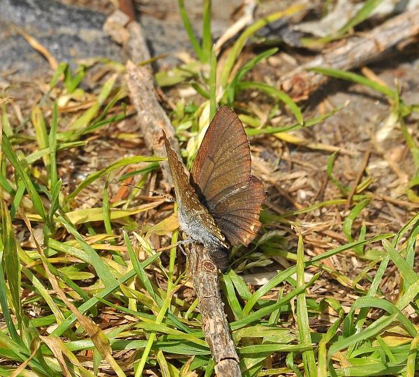 Lycaenidae da Cheggio + aiuto id.