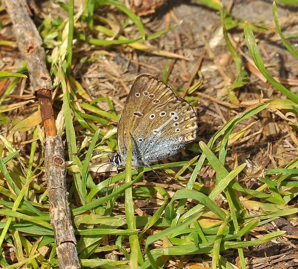 Lycaenidae da Cheggio + aiuto id.