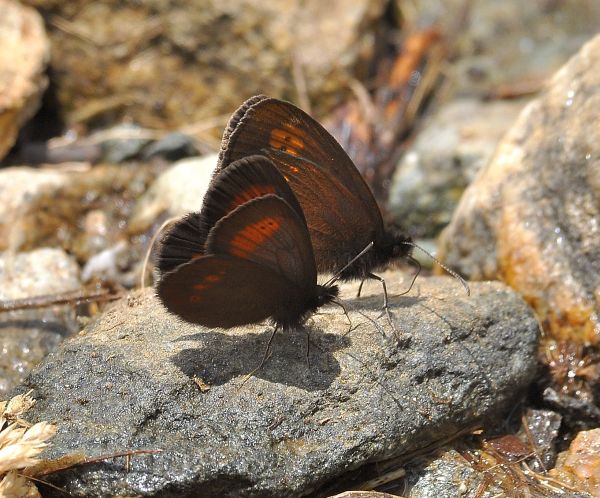 qualche erebia da Cheggio + aiuto id.