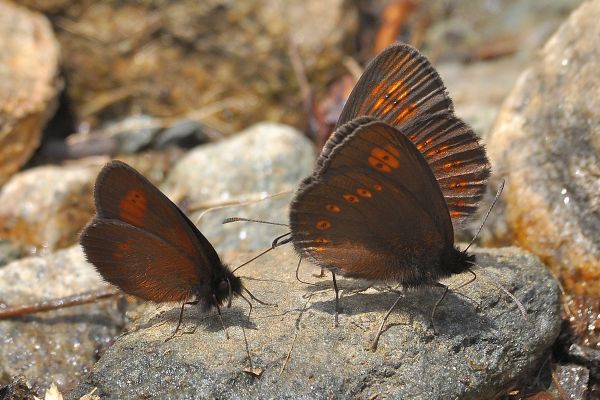 qualche erebia da Cheggio + aiuto id.