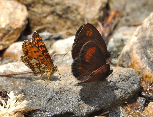 qualche erebia da Cheggio + aiuto id.