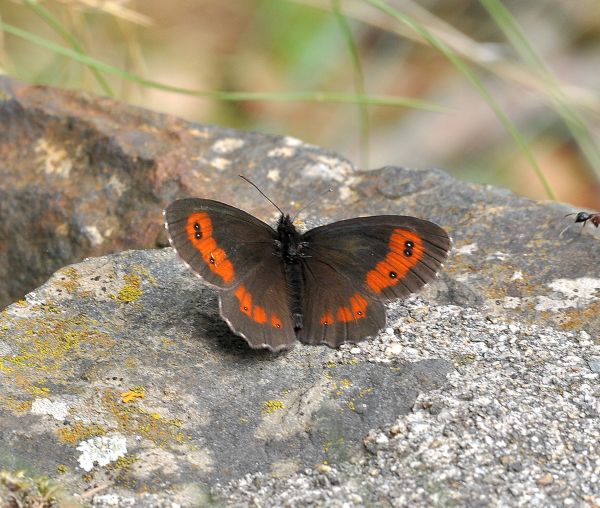 qualche erebia da Cheggio + aiuto id.